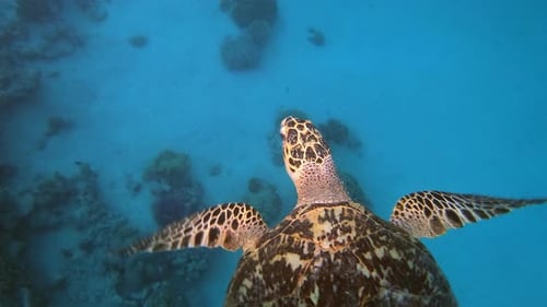 Sea Turtle