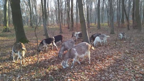 A herd of goats in the autumn forest.