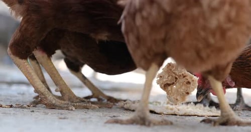Huhn auf dem Bauernhof Bio-Hühner essen Getreide auf Freilandfarm mit grünem Gras Geflügelfarm