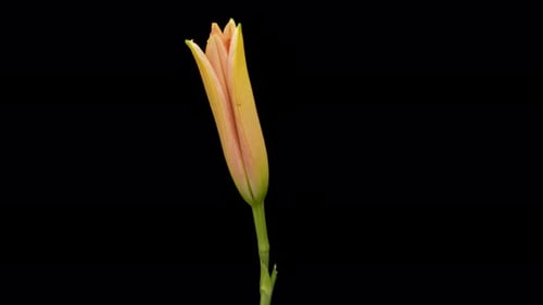 Lily Flower Blooming in Time Lapse