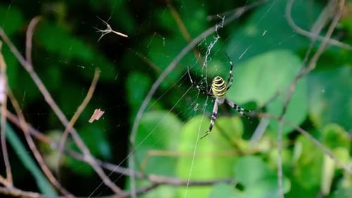 Spider on a Web in the Wild Closeup Slow Motion Green Forest