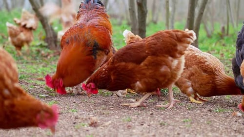 Chickens and Rooster Pecking in Farm Yard