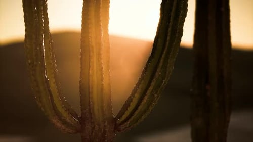 Saguaro Cactus on the Sonoran Desert in Arizona
