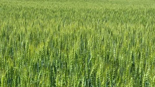 Rye In The Wind 2
