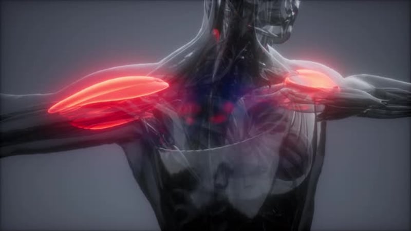 Muscle structure, medical concept visualization, Backgrounds Motion ...