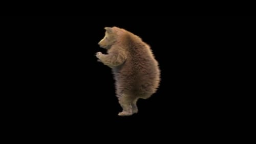 123 Bärentanz HD