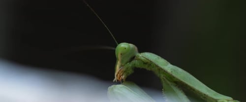 Green Praying Mantis Perched on Leaf