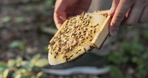 A Beekeeper Holds a Frame of Beeswax on Which Sits a Swarm of Peaceful Working Honeyproducing Bees