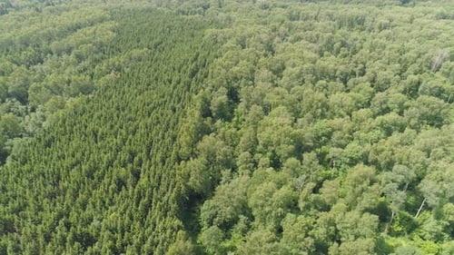 Flight Over the Green Forest