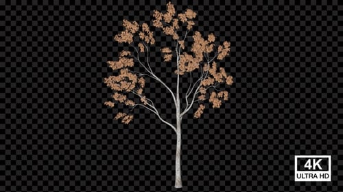 Animated Tree Growth with Falling Autumn Leaves