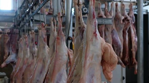Row of Carcasses Hanging in Processing Plant