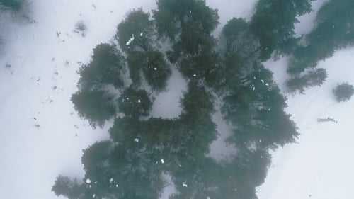 Nebliger Wald im Winter