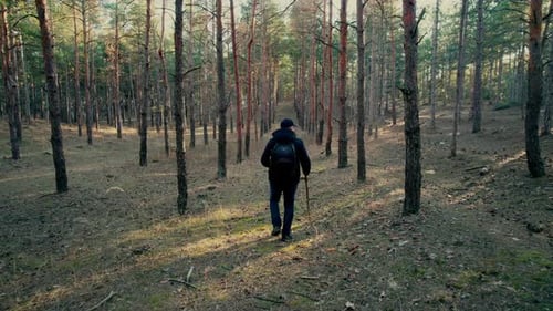 Tourist mit Rucksack und Holzstockwanderungen durch den Wald