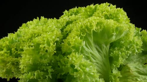 fresh green lettuce leaves