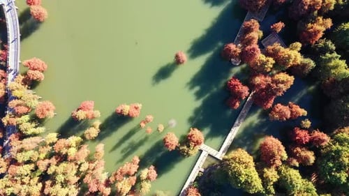 Wald im Herbst