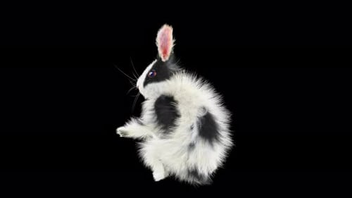 Animated Black and White Rabbit Cleaning on Transparent Background