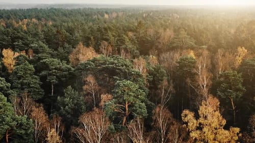 Golden Autumn in Mixed Forest Aerial View
