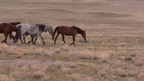 Wild Horses Grazing in Rural Grassy Landscape