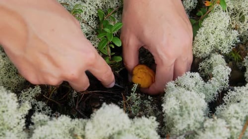 Young Woman Picking Mushrooms in Autumn Forest