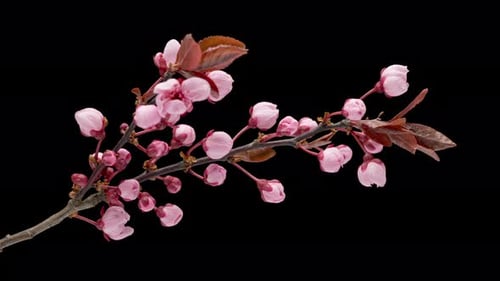 Zeitraffer Blumen Cherry Tree