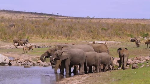 African bush elephant in Kruger National park, South Africa