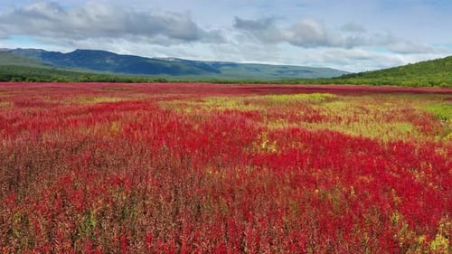 Blooming Flowers Willowherb Field