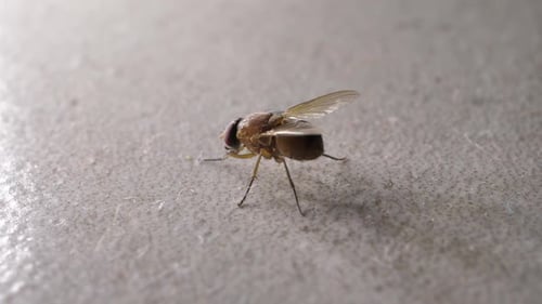 Close-up of Small Brown Fly on Gray Surface