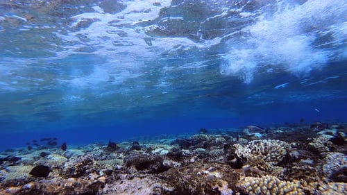 Ondas e peixes tropicais