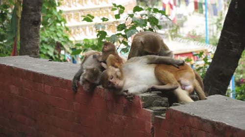 Monkeys in the City of Kathmandu