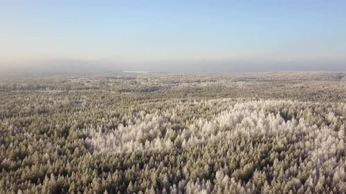 Winter Forest