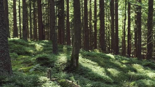 Glade of Forest with Sunlight Shining Through Tree Crowns