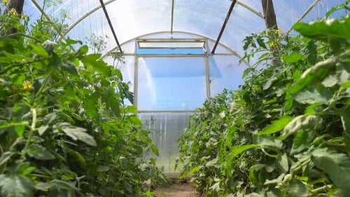 Tomato Plants Growing Inside a Greenhouse on a Sunny Day