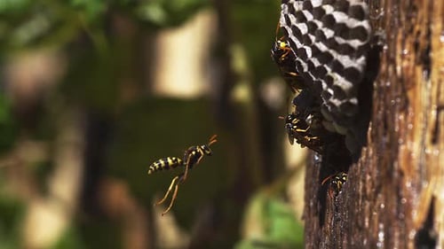 700032 Wespe vespula vulgaris fliegt zum Nest, Zeitlupe