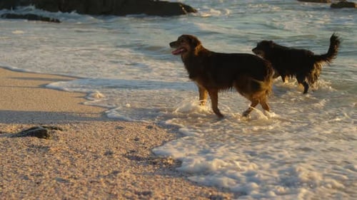 Dogs playing in the beach