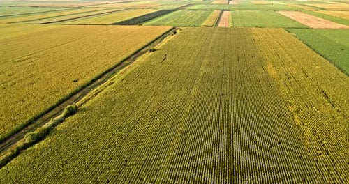 Aerial shot of agricltural farm fields