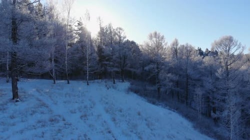 Aerial Shot of Winter Forest