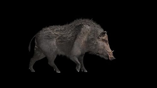 Wildschwein-Spaziergang