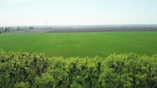 Blick auf das grüne Feld von der Drohne