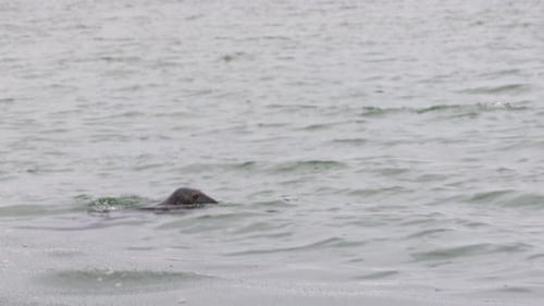 Insgesamt 4 Robben schwimmen und tauchen im Meer, Winter in Falsterbo, Skanör, Schweden