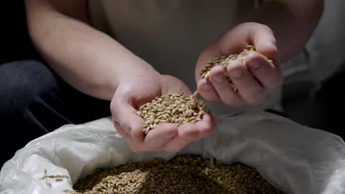 Close Up of Hands Handling Barley Grains