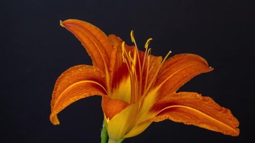 Tiger Lily Bud Blooming in Time Lapse