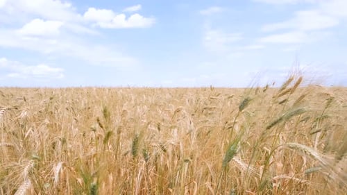 A beautiful large wheat field. Wheat swaying in the wind. Grain harvest