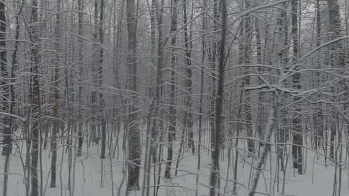 Le Drone vole lentement entre les troncs d'arbres enneigés dans la forêt en hiver Personne à Frosty