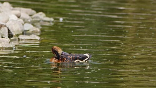 Ente in einem grünen See 4