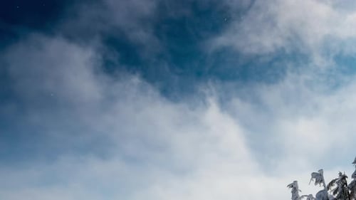 Schöner sonniger Tag am Berg, Tannenbaum unter Himmel