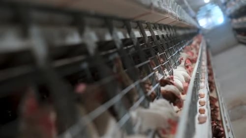 Chicken Farm