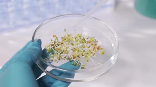 Sprouts in Petri Dish Being Hydrated in Lab
