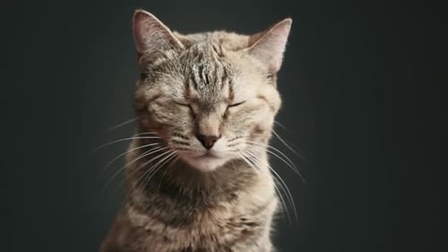 Tabby Cat Close Up Licking Nose