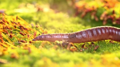 Un ver de terre est un invertébré terrestre qui appartient à la classe Clitellata