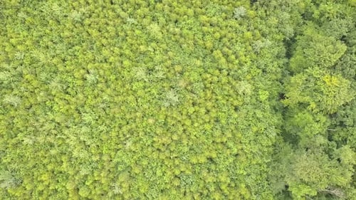 Luftaufnahme des grünen Waldes mit Vordächern von Sommerbäumen, die sich im Wind wiegen.